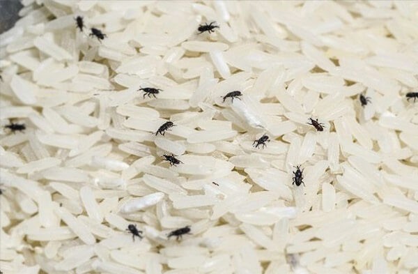 Mẹo bảo quản gạo không bị hôi, mối mọt